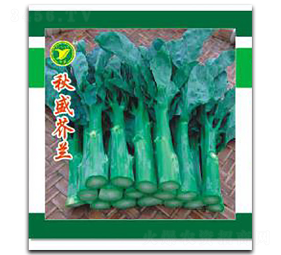 秋盛芥藍-芥藍種子-科農(nóng)