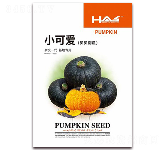 小可愛(ài)貝貝南瓜-南瓜種子-鑫博大