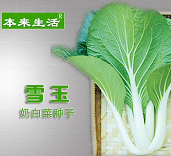 本來生活雪玉-青梗菜種子-華泰五谷