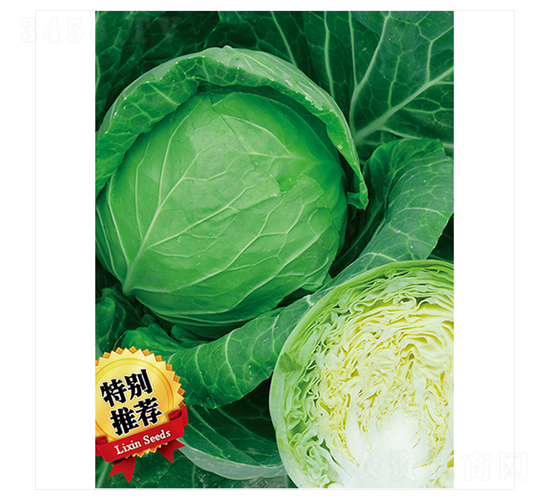 綠袖-甘藍(lán)種子-立信