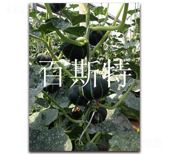 仙童貝貝迷你南瓜-南瓜種子-百斯特