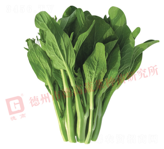 德高2099-菜薹種子-德高