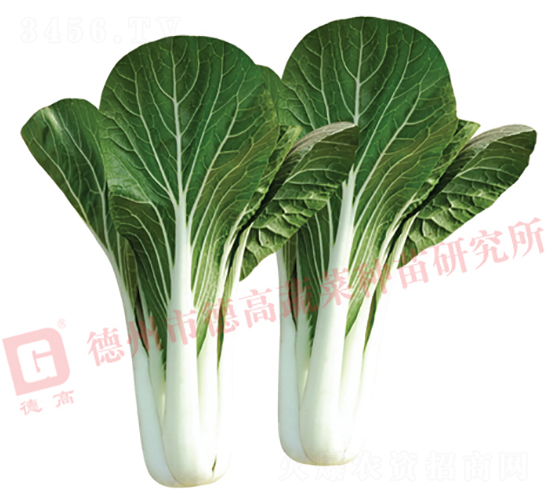 å¾·é«˜1420-ç™½æ¢—èœç¨®å­-å¾·é«˜