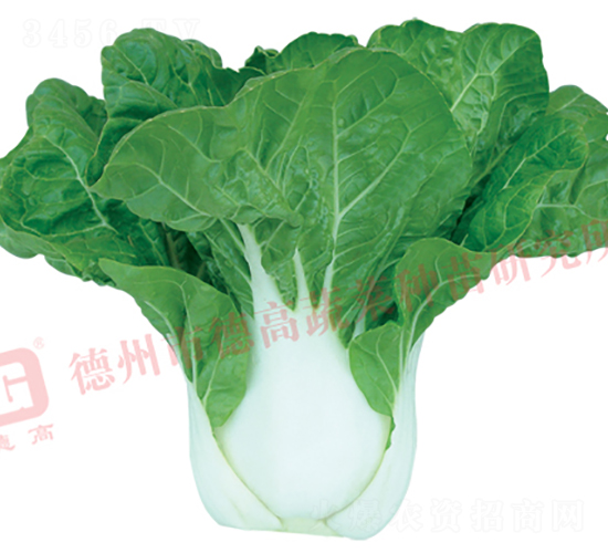 天鵝白1號(hào)-白梗菜種子-德高