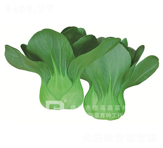 å¾·é«˜T668-é’æ¢—èœç¨®å­-å¾·é«˜