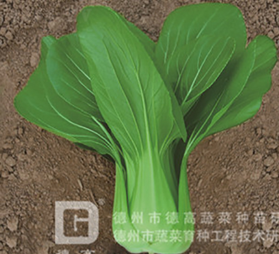 德高夏綠-青梗菜種子-德高
