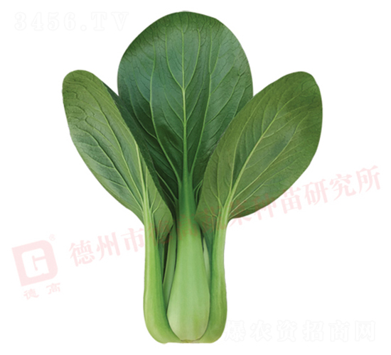 德高青妃-青梗菜種子-德高