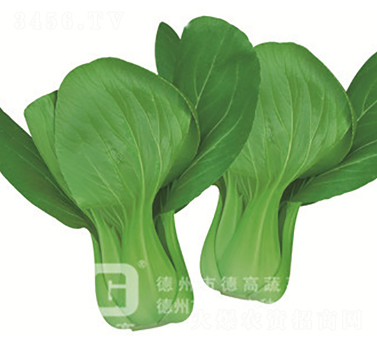 å¾·é«˜æ˜¥ç”°1è™Ÿ(hÃ o)-é’æ¢—èœç¨®å­-å¾·é«˜