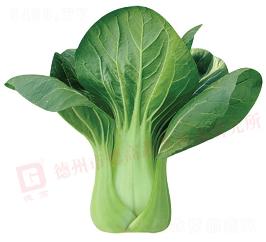 德高578-青梗菜種子-德高