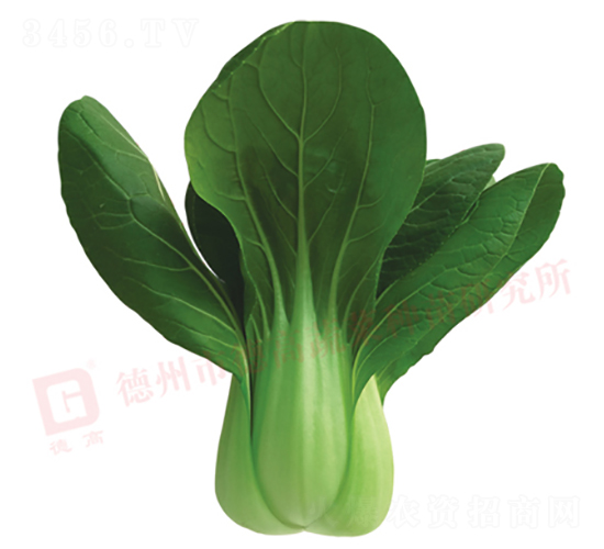 德高579-青梗菜種子-德高