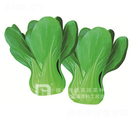 çŸ®è…³å†¬æ˜¥åž‹-å¾·é«˜965-é’æ¢—èœç¨®å­-å¾·é«˜