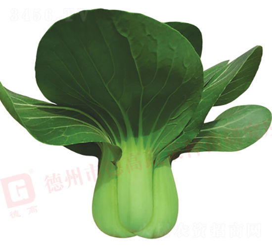 çŸ®è…³å¤ç§‹åž‹-å¾·é«˜583-é’æ¢—èœç¨®å­-å¾·é«˜
