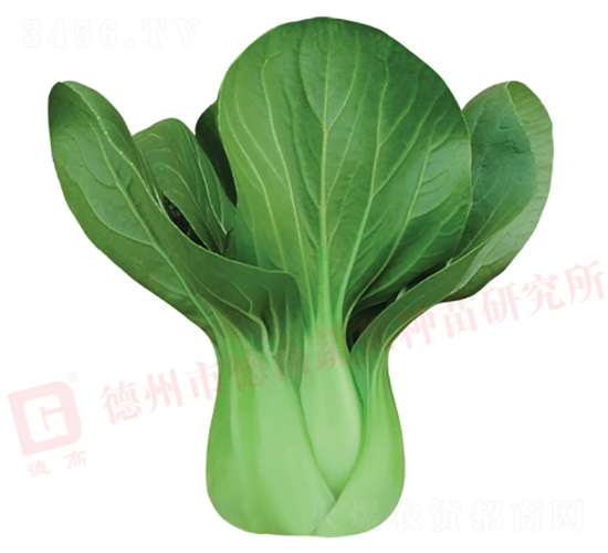 矮腳夏秋型-德高569-青梗菜種子-德高