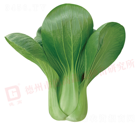 矮腳夏秋型-德高328-青梗菜種子-德高