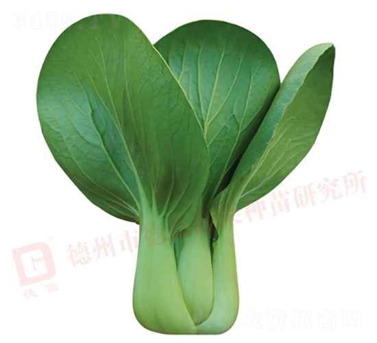 çŸ®è…³å¤ç§‹åž‹-å¾·é«˜725-é’æ¢—èœç¨®å­-å¾·é«˜
