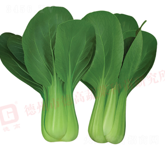 夏綠2號-青梗菜種子-德高