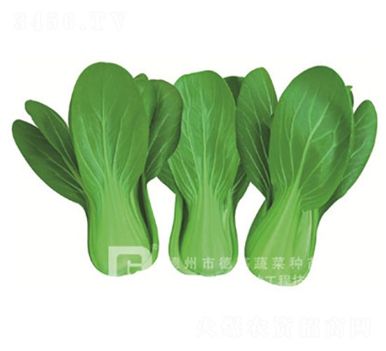 å¤é¾7è™Ÿ-é’æ¢—èœç¨®å­-å¾·é«˜