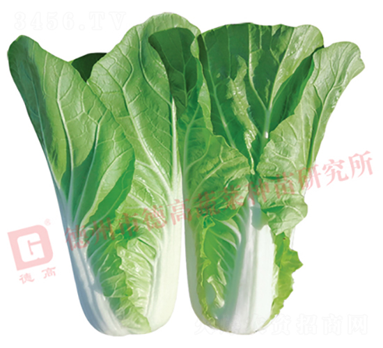 德高2293-快菜種子-德高