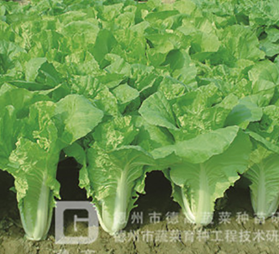 德高536-快菜種子-德高
