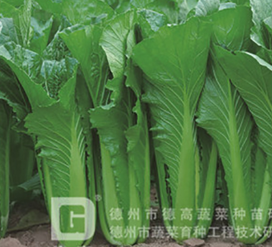 青浪7號-快菜種子-德高