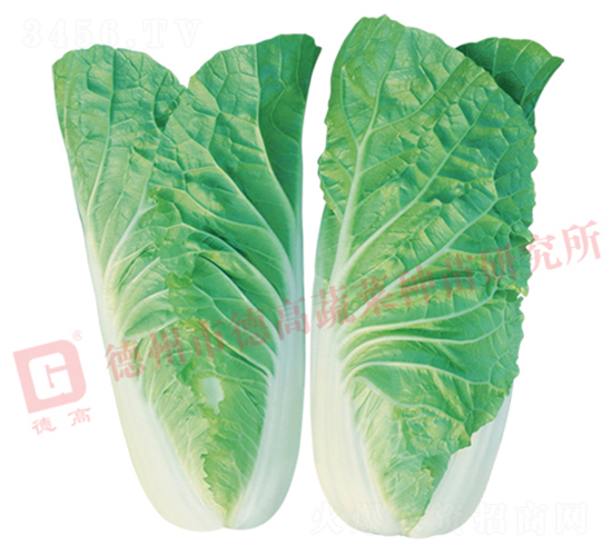 快菜6號-快菜種子-德高