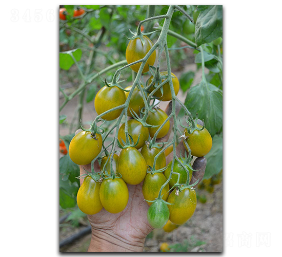 å£½ç ”é»ƒé‡‘çŽ‰-ç•ªèŒ„ç¨®å­