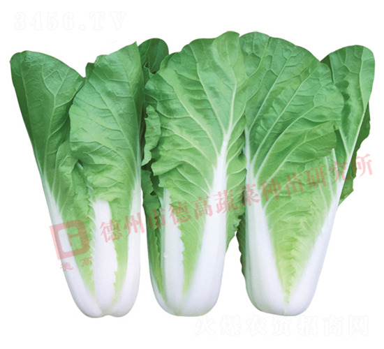 快菜9號(hào)-快菜種子-德高