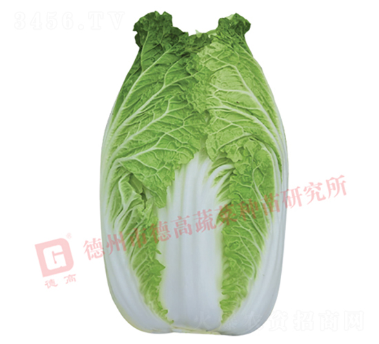æŠ—æ ¹è…«ç—…ç™½èœ-CR1006-å¤§ç™½èœç¨®å­-å¾·é«˜