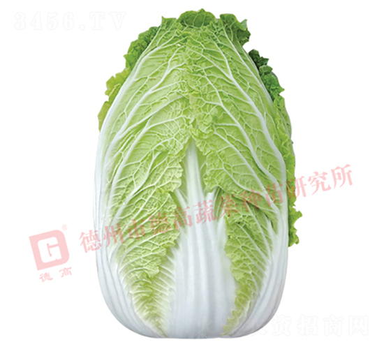 æŠ—æ ¹è…«ç—…ç™½èœ-CR141-å¤§ç™½èœç¨®å­-å¾·é«˜