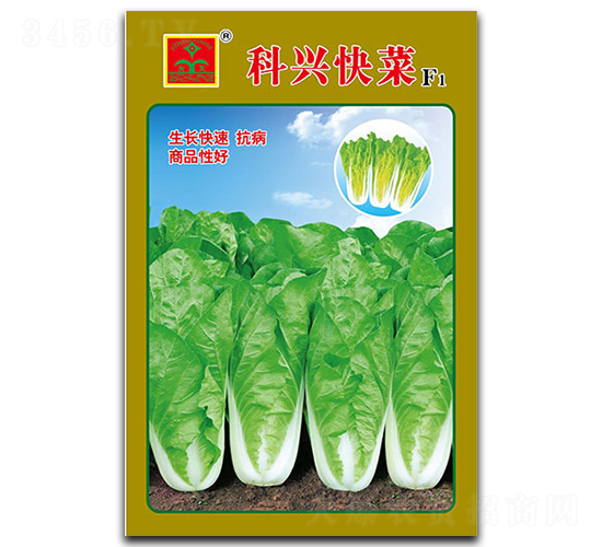 科興快菜-葉菜種子-科興種業(yè)