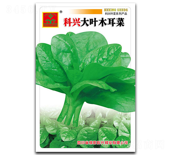 大葉木耳菜-葉菜種子-科興種業(yè)