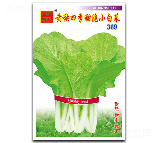 黃秧四季甜脆小白菜-葉菜種子-科興種業(yè)