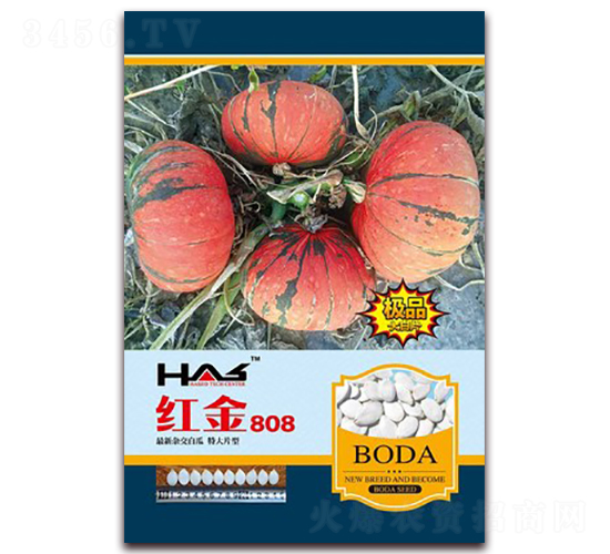 紅金808-打籽南瓜種子-鑫博大