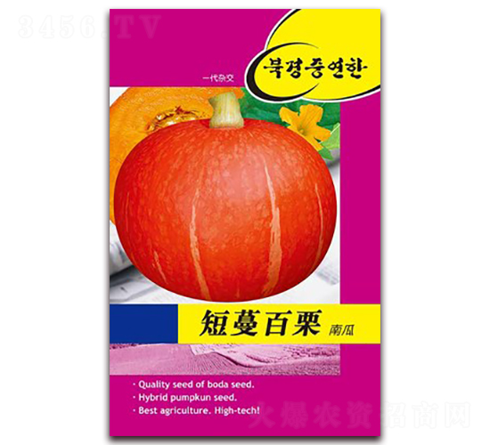 短蔓百栗南瓜-南瓜種子-鑫博大