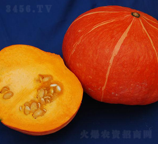 紅南4號-南瓜種子-金秋豐年