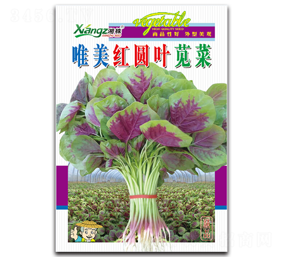 唯美紅圓葉莧菜-莧菜種子-湘蔬種業(yè)