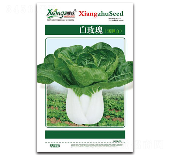 白玫瑰-青菜種子-湘蔬種業(yè)