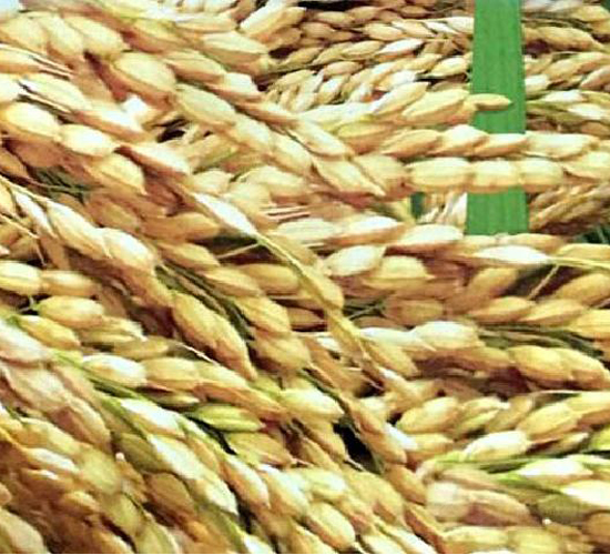 è¾²(nÃ³ng)ç¦¾15è™Ÿ(hÃ o)-æ°´ç¨»ç¨®å­-åšç§‘ç¨®æ¥­(yÃ¨)