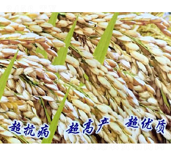 秋碩12號(hào)-水稻種子-博科種業(yè)