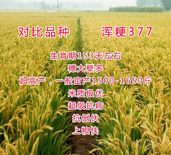 æ¸¾æ¢—377-æ°´ç¨»ç¨®å­-åšç§‘ç¨®æ¥­(yÃ¨)