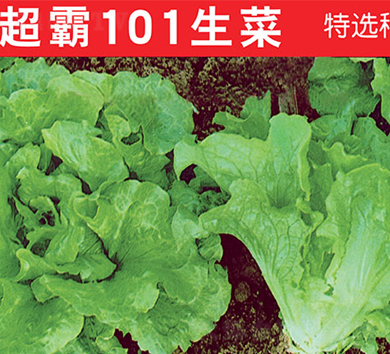 超霸101生菜-生菜種子-萬(wàn)農(nóng)高科