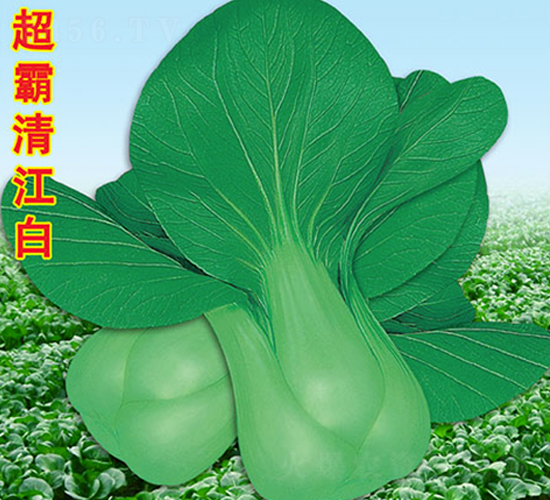 超霸清江白-青菜種子-萬農(nóng)高科