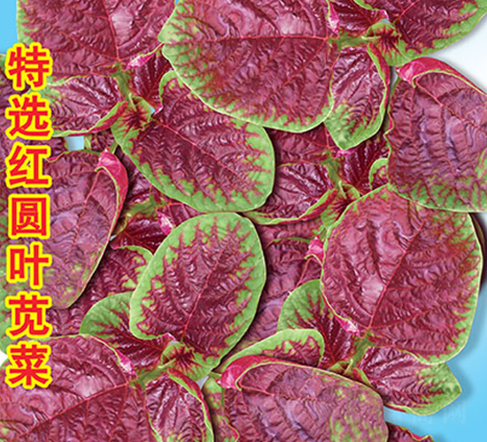 特選紅圓葉莧菜-莧菜種子-萬農(nóng)高科