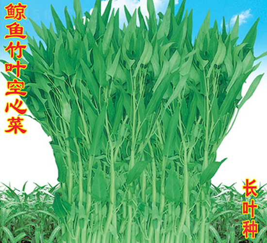 鯨魚(yú)竹葉空心菜-空心菜種子-萬(wàn)農(nóng)高科