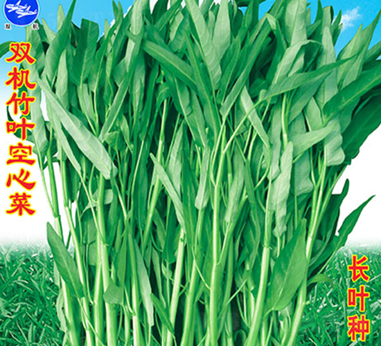 雙機竹葉空心菜-空心菜種子-萬農(nóng)高科