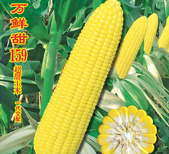 萬鮮甜159-甜玉米種子-萬農(nóng)高科