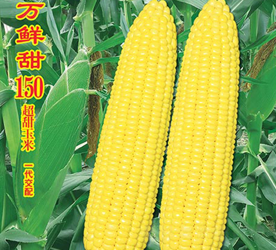 è¬é®®ç”œ150-ç”œçŽ‰ç±³ç¨®å­-è¬è¾²(nÃ³ng)é«˜ç§‘