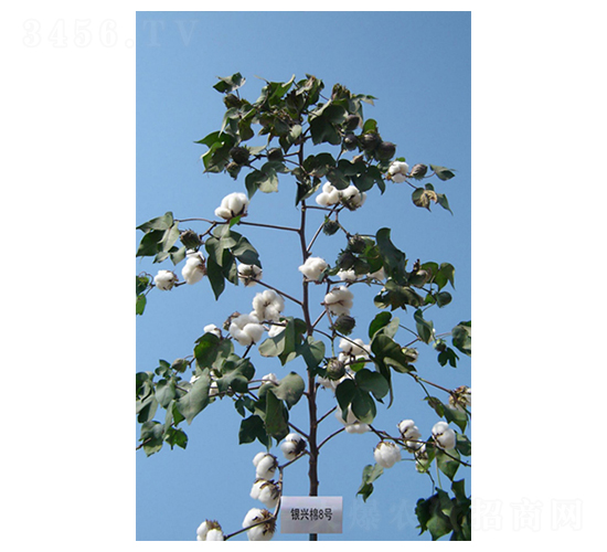 銀興棉8號-棉花種子-西域種業(yè)
