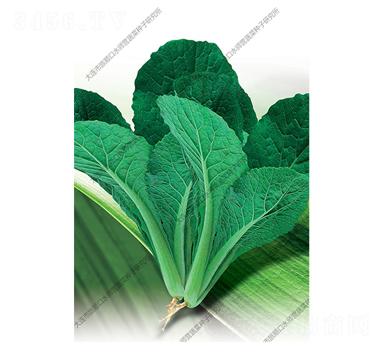 青梗小白菜-白菜種子-水師營
