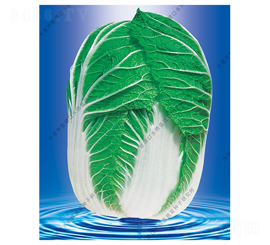 æ°´å¸«ç‡Ÿ19è™Ÿ(hÃ o)-ç™½èœç¨®å­-æ°´å¸«ç‡Ÿ